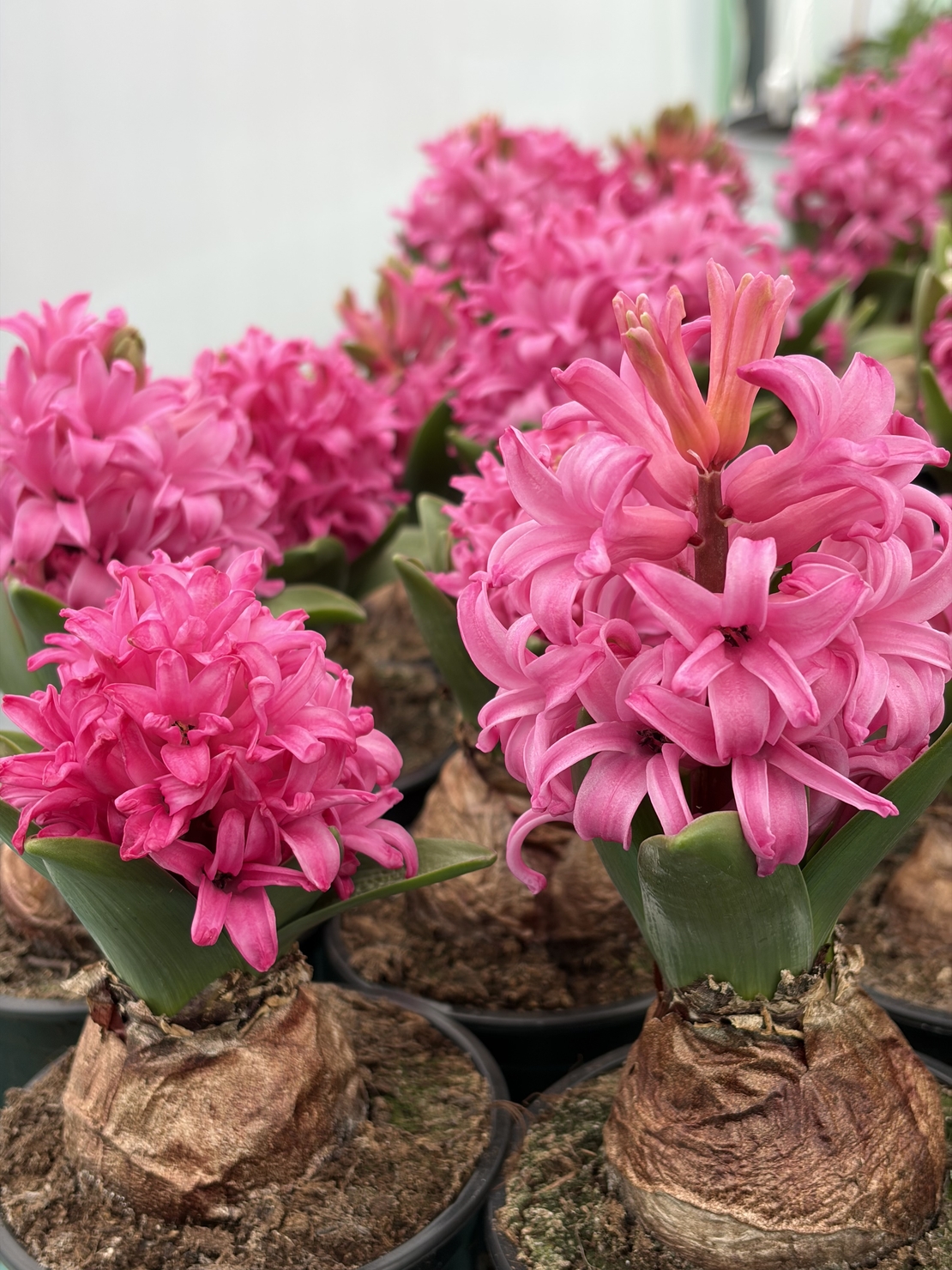 Зюмбюл Pink Pearl в саксия - единичен