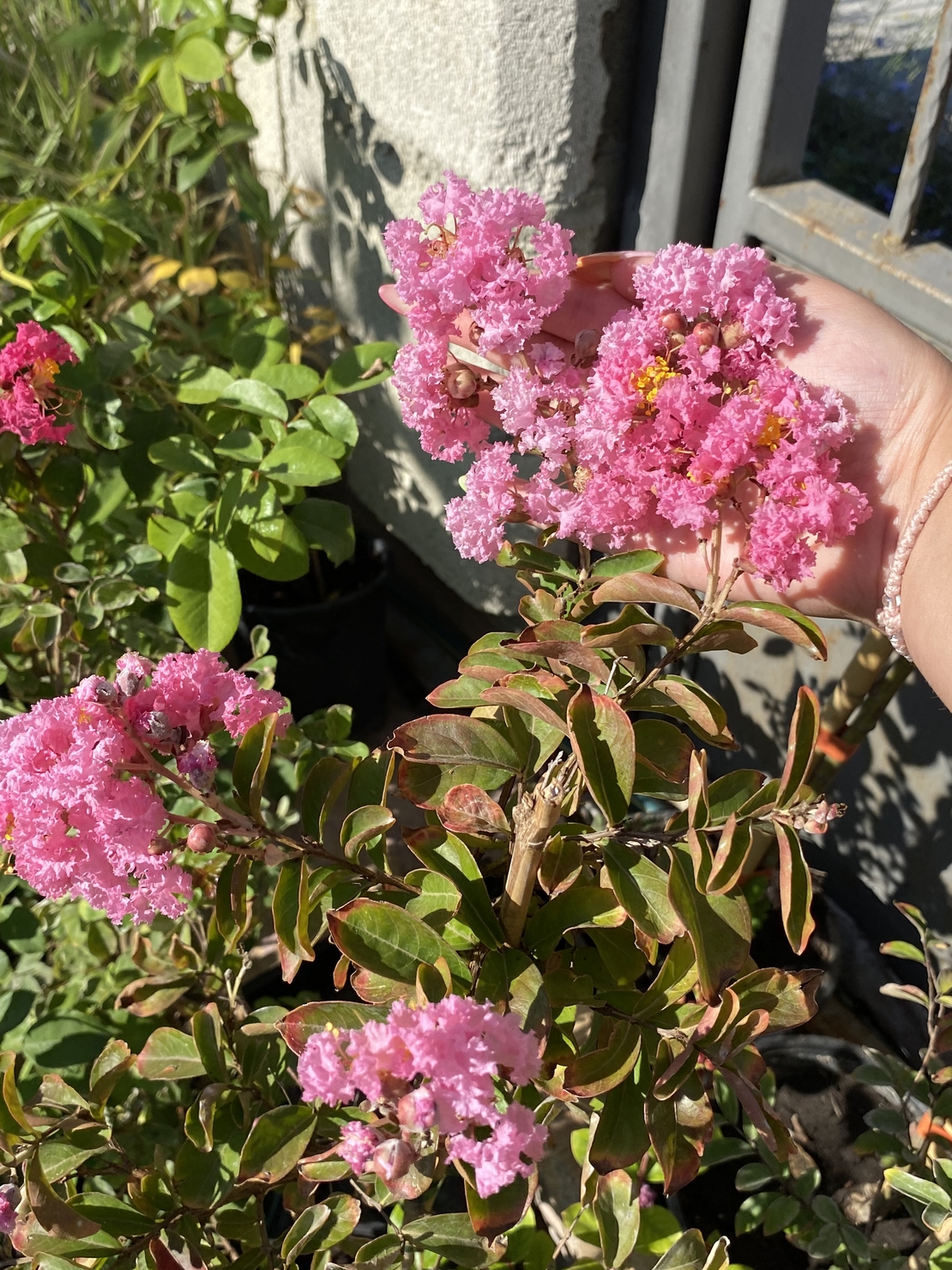 Индийски люляк - Lagerstroemia indica
