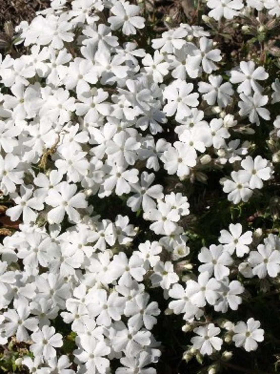 Алпийски флокс (Phlox subulata 'Alba')