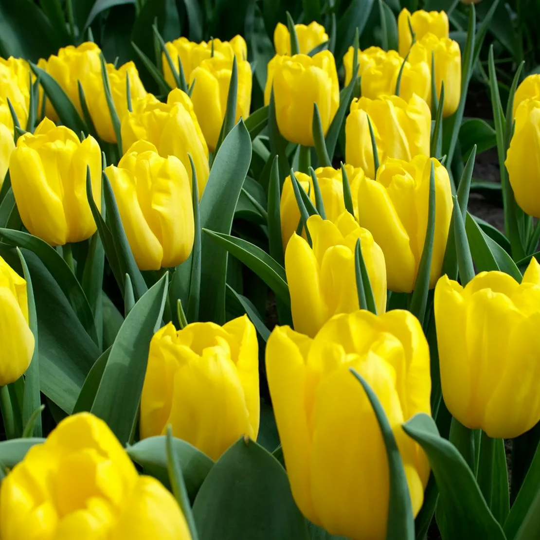 Лале Strong Gold в саксия - единично