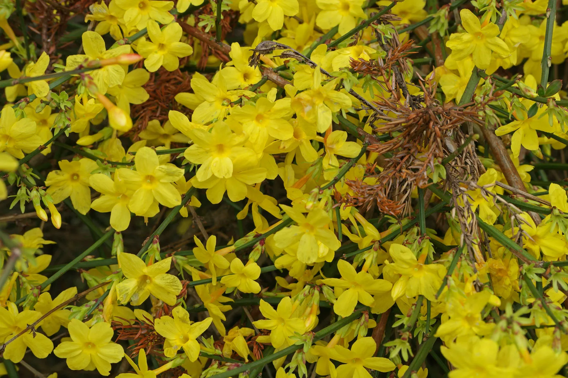 Храстовиден жасмин (Jasminum fruticans)