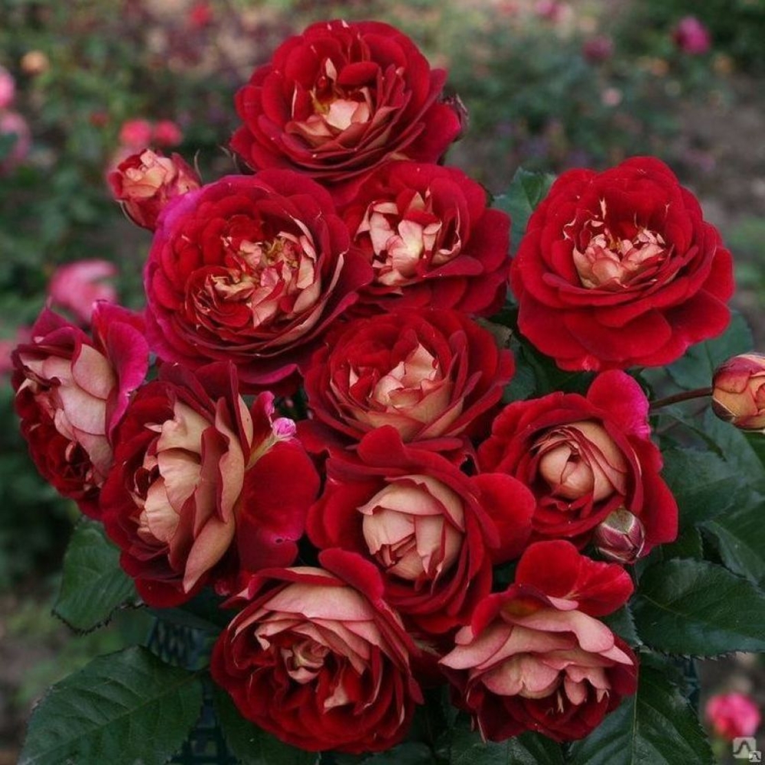 BOLSHOI® Meizuzes