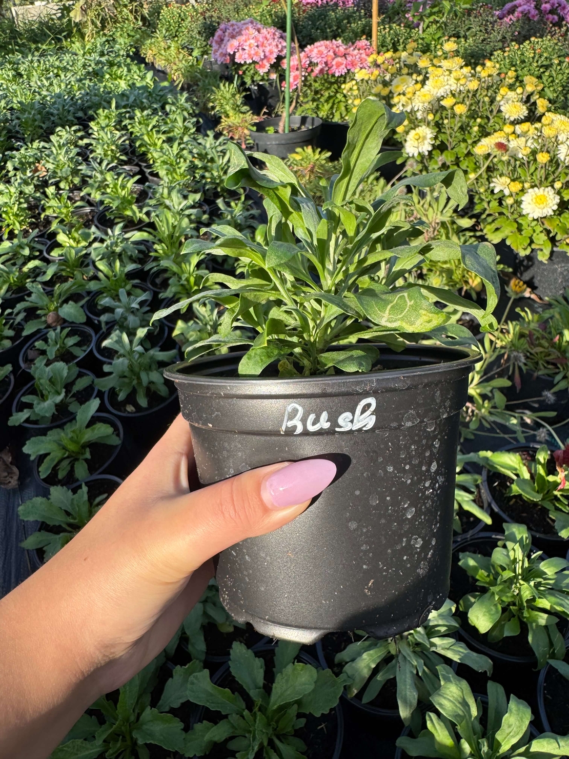 Шибой - Sugar Rush Mix