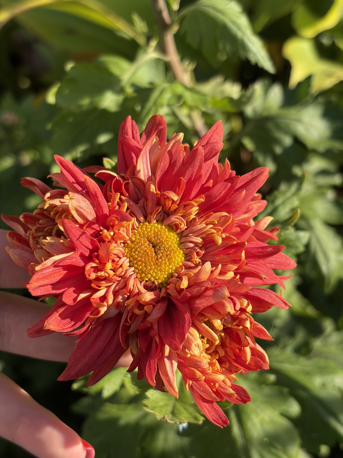 Бългрски хризантеми - различни сортове