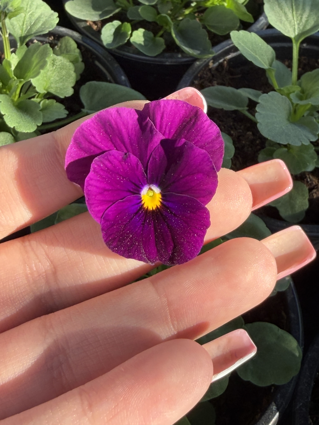 Мини теменужки микс (Viola Superba Mini)