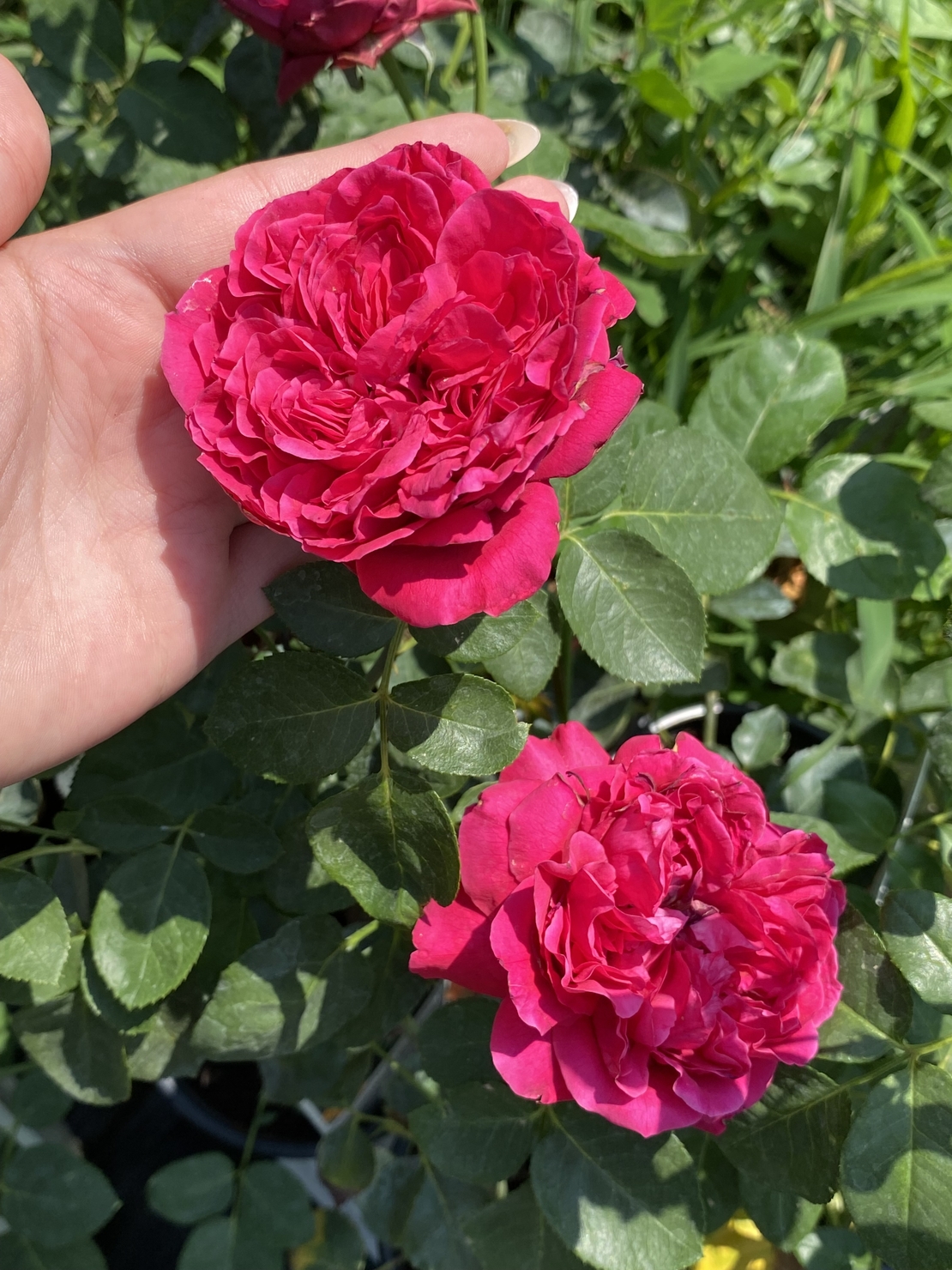 Gpt Red Eden Rose® (Eric Tabarly®)