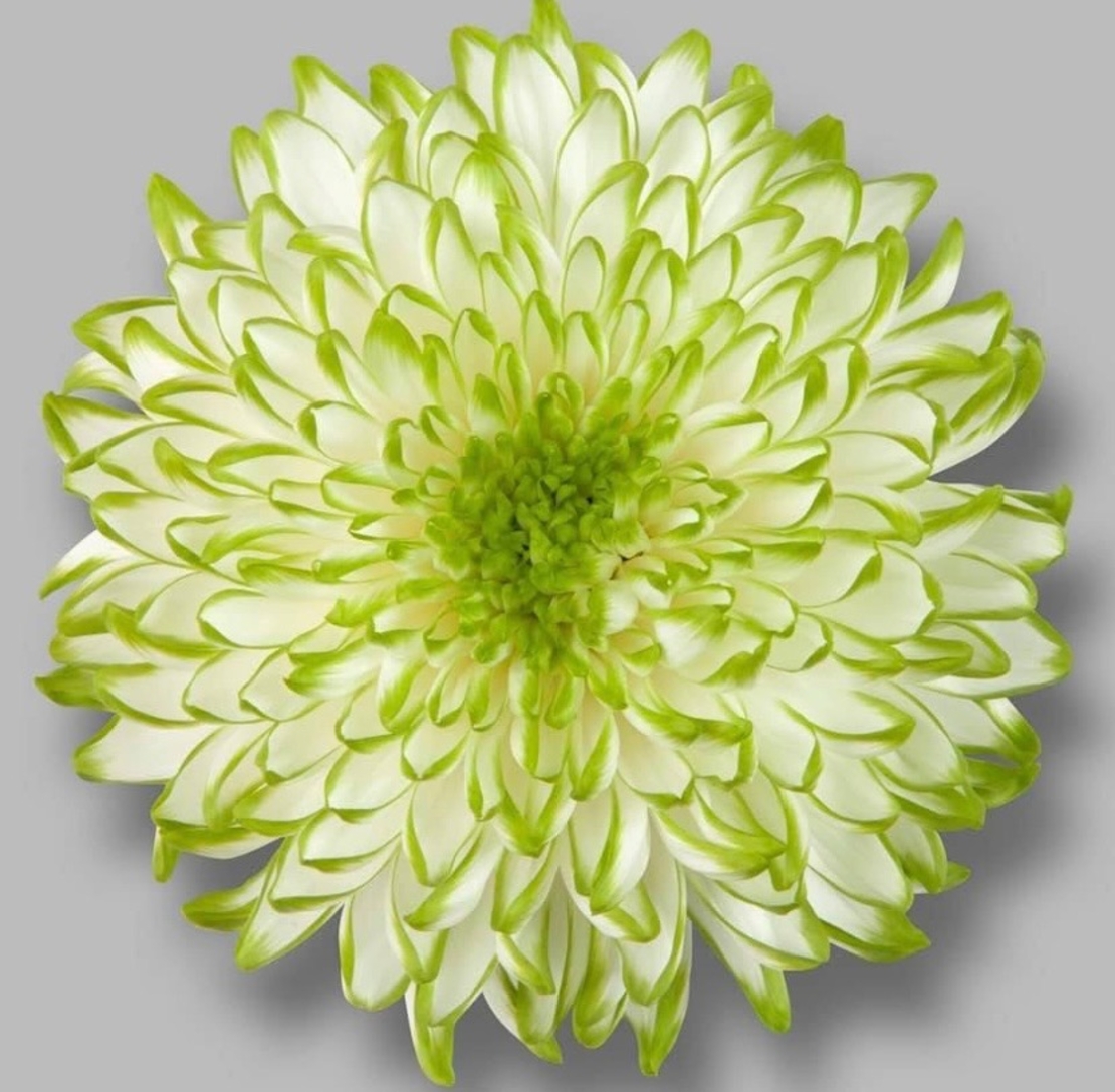 Високостеблена хризантема Zembla Lime