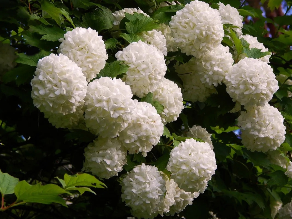Калина „Снежна топка“ (Viburnum opulus ‘Roseum’ / “Boule de Neige”)