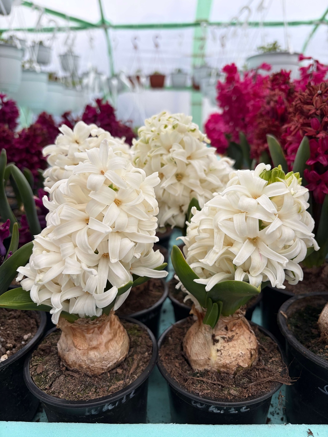 Зюмбюл White Pearl в саксия - единичен