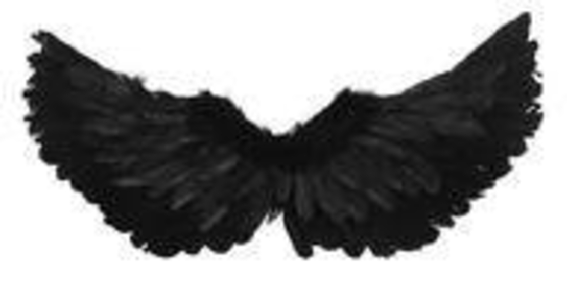 BLACK WINGS 60X25 (480)