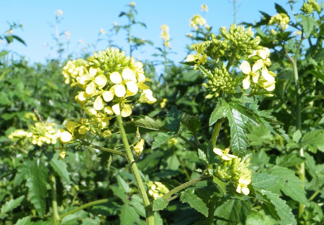 White Mustard Seeds (Sinapis Alba) – Natural Health Benefits & Uses