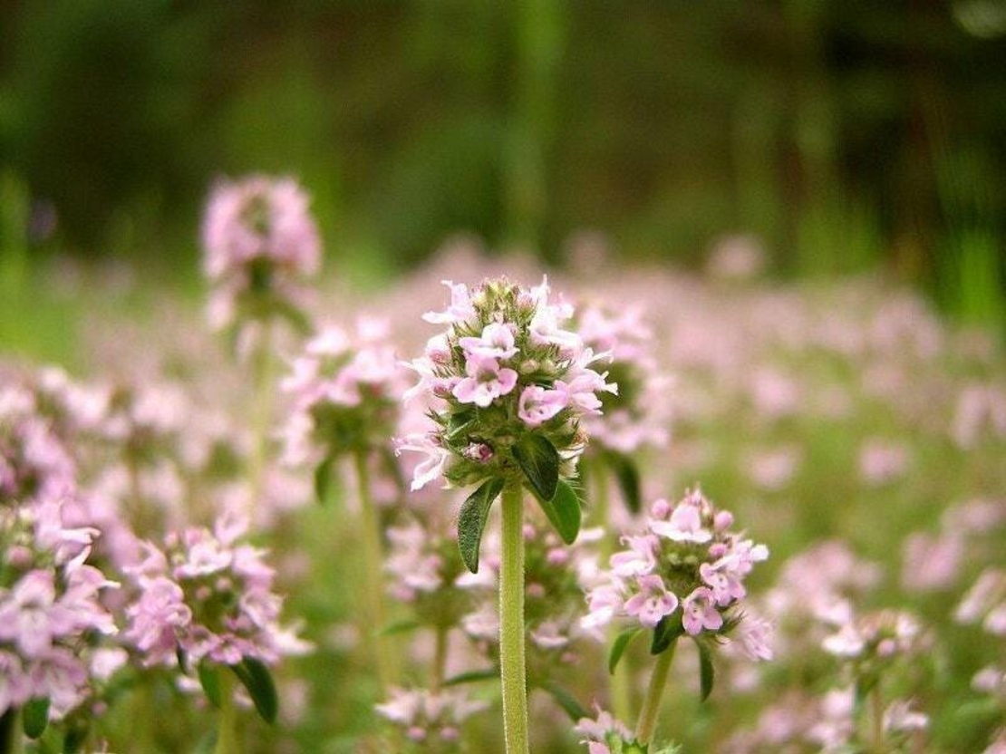 Organic Wild Thyme (Thymus sp. diversa / Thymus serpyllum)