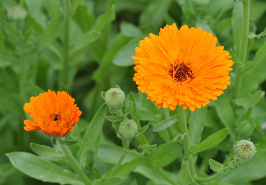 Organic CALENDULA FLOWER | calendula officinalis | calendula tea | herbal tea | dried flower | organic herbs | herba | tea | flower tea