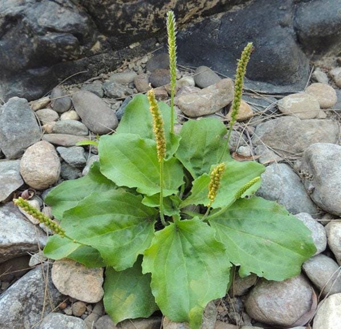 Organic PLANTAIN LEAF | plantago major | plantain tea | herbal tea | dried herbs | organic herbs | herba | tea | organic bulk herb