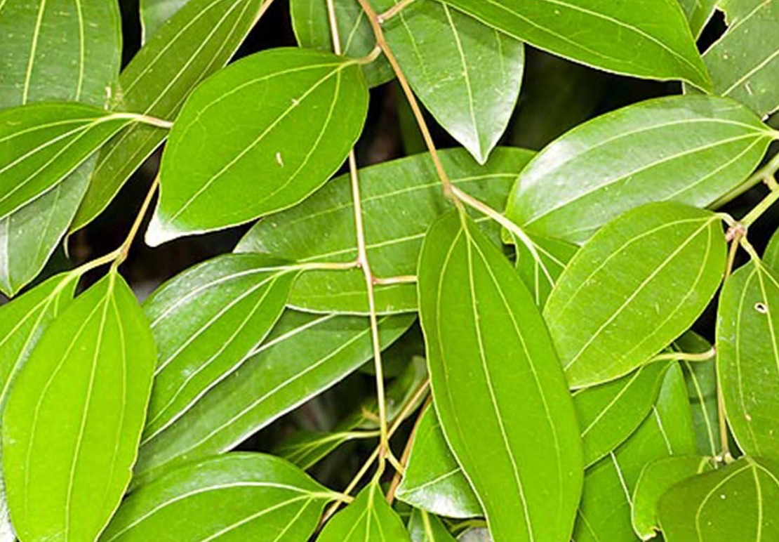 Organic Ceylon Cinnamon Stick | Cinnamomum verum | Cinnamon Bark Tea | Organic Cinnamon Stick | Organic Bark | Herba | Tea