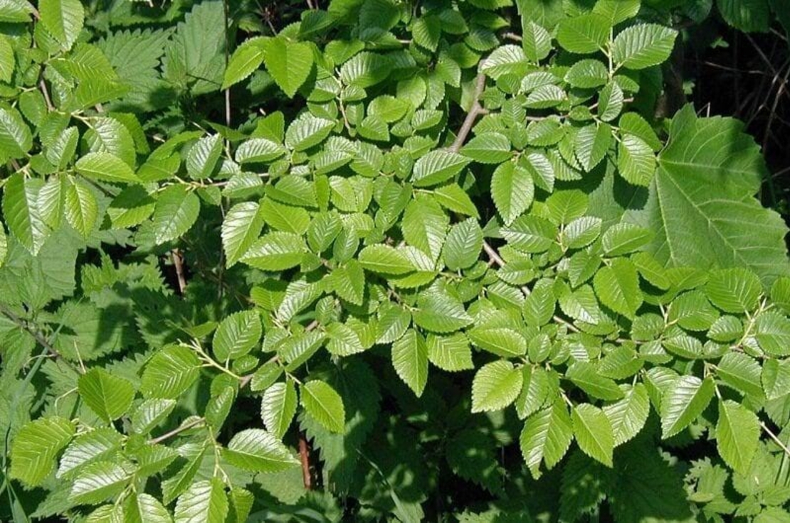 Organic ELM BARK | ulmus minor | elm bark tea | dried bark | herbal tea | herba | tea | organic herbs | dried herbs