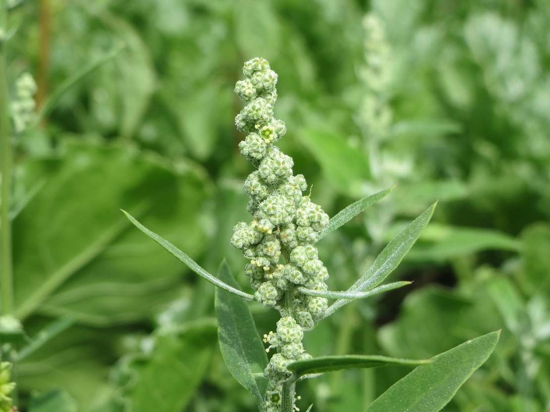 Organic GOOD KING HENRY Root | Chenopodium Henricus | Dried Root | Organic Root | Organic Herbs | Herba | Herbalist | Remedies | Root