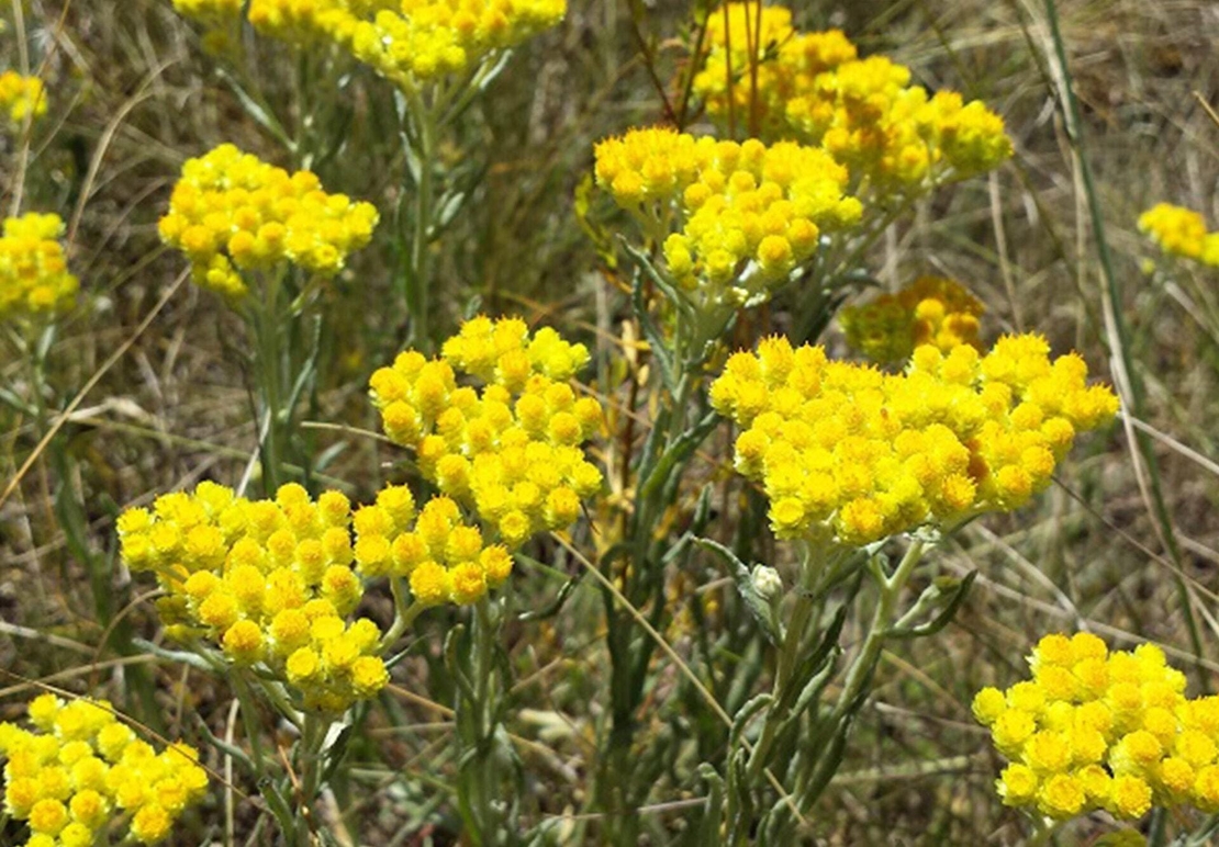 Organic LIFE EVERLASTING FLOWERS | helichrysum arenarium | life everlasting tea | herbal tea | dried flower | herba | helichrysum stoechas