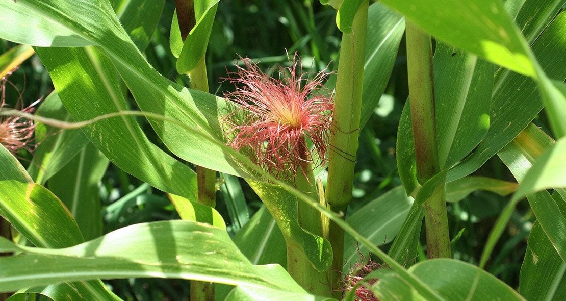 Organic CORN SILK | Stygmata Maydis | Corn Silk Tea | Herbal Tea | Herba | Tea | Organic Herbs | Natural Bulk Herb | Holistic Health | Herbs