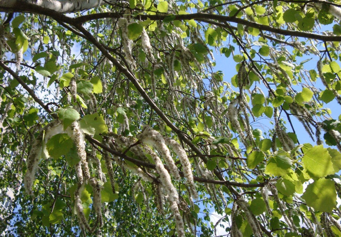 Organic ASPEN LEAF | Populus tremula | Aspen Leaf Tea | Herbal Tea | Medicinal Herbs | Dried Herbal Tea | Herbal Medicine | Organic Leaf Tea
