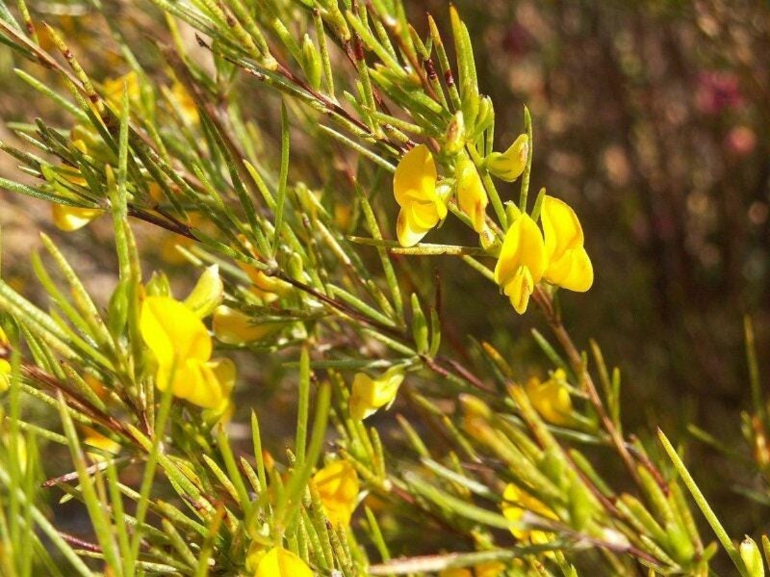 Organic rooibos leaf | aspalathus linearis | rooibos red leaf tea | herbal tea | herba | tea | dried leaf | organic herbs | herbalism | tea