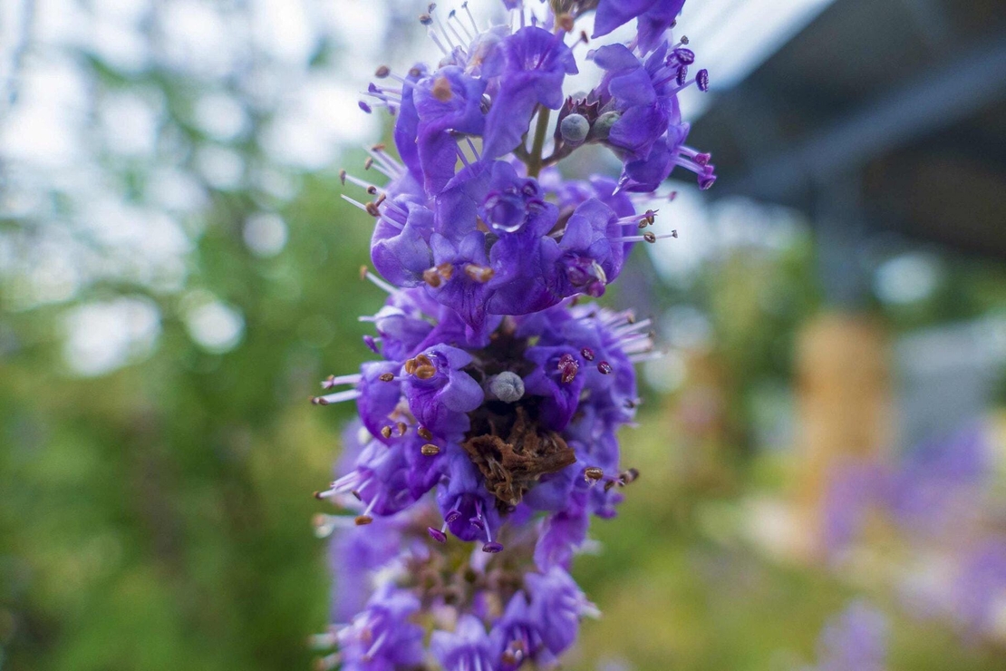 Organic Vitex Chaste Tree Berries | Natural Hormonal Support | Vitex agnus castus