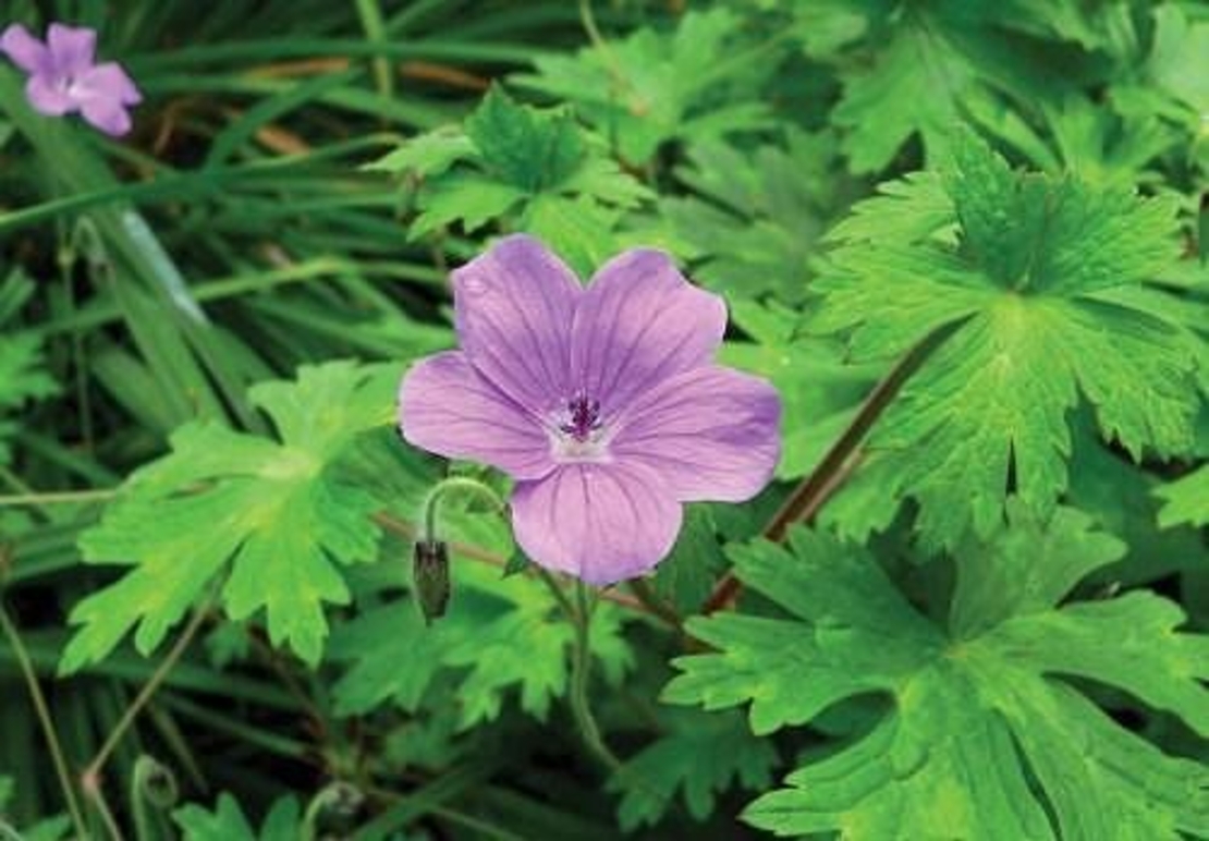 Organic CRANSEBILL LEAF | Geranium Macrorrhizum | Cransebill Tea | Dried Leaf | Herbal Tea | Organic Herbs | Herba | Tea | Organic Leaf