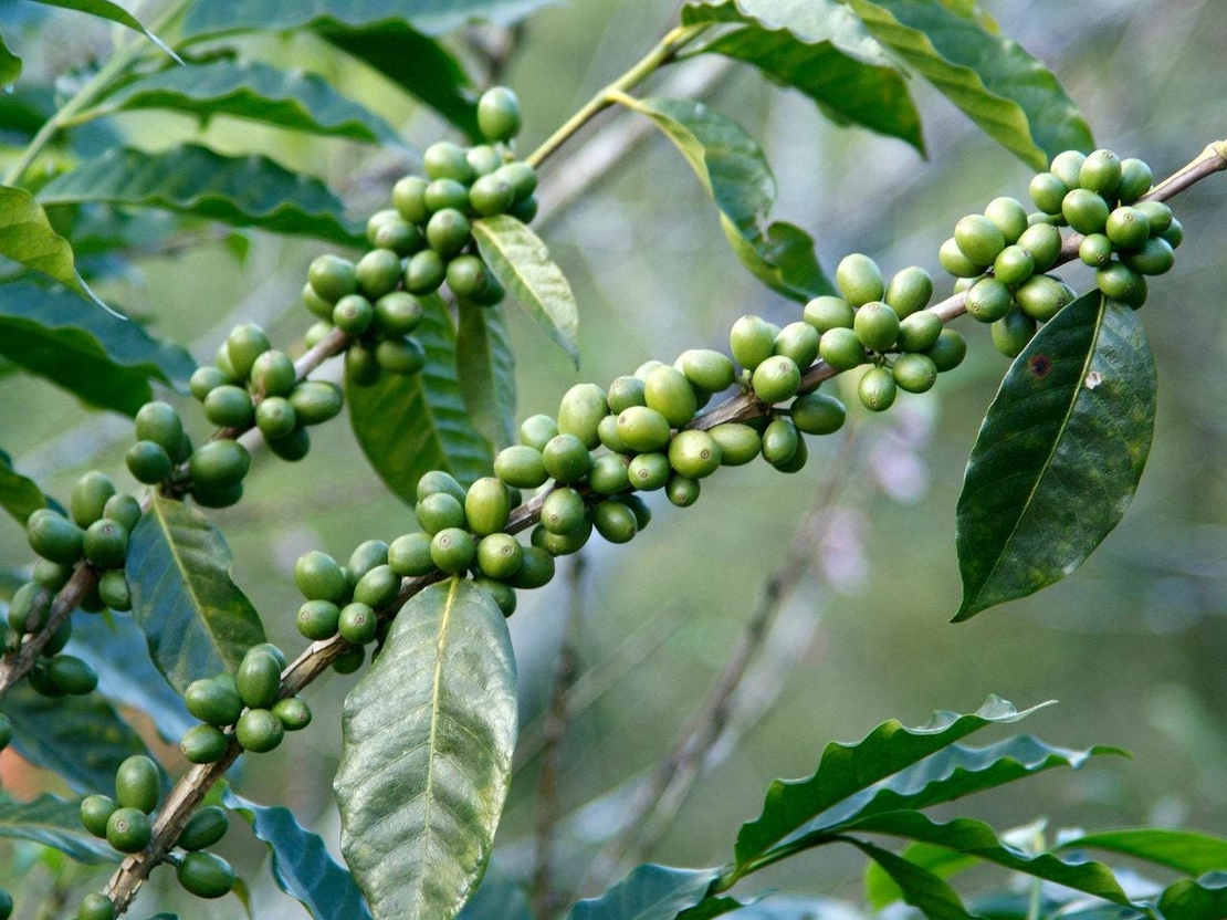 Organic GREEN COFFEE GROUND | green coffee | green coffee bean ground | classic green coffee powder | classic coffee | coffee powder