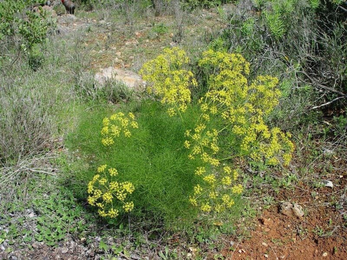 Organic FENNEL SEEDS | foeniculum vulgare | fennel tea | herbal tea | dried seeds | dried herb | organic herb | herba | tea