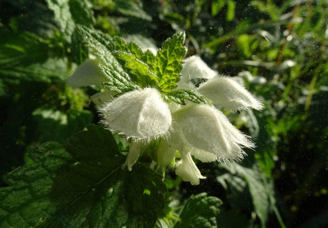 White Dead Nettle Herb | Lamium Album – Natural Anti-inflammatory and Immune Support