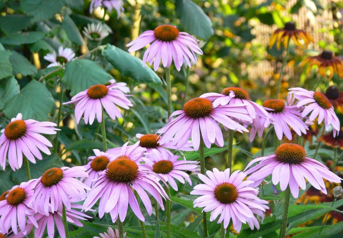 Organic ECHINACEA HERB | Echinacea purpurea | Herbal Tea | Loose Tea | Loose Dried Herbs | Dried Loose Herb | Herba | Tea