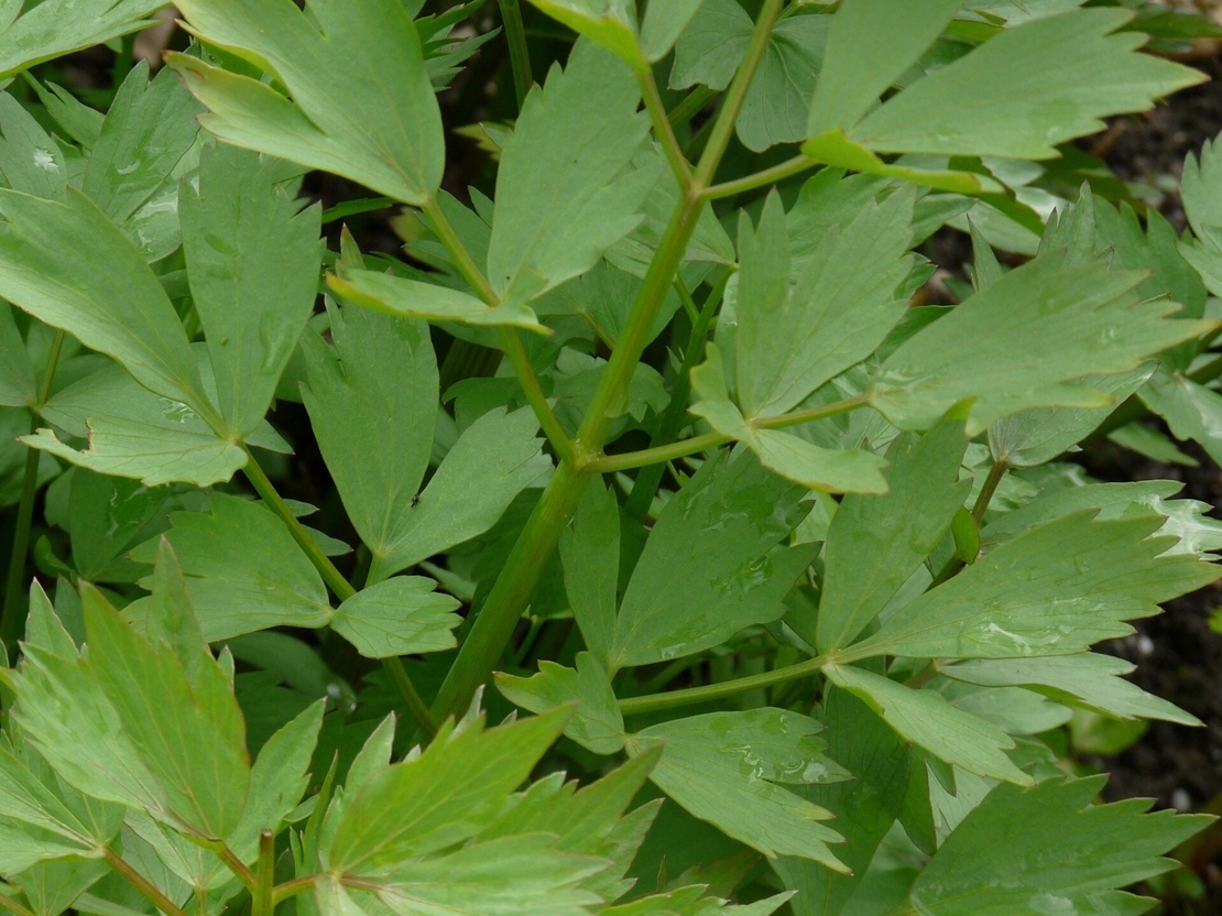 Organic LOVAGE ROOT | Levisticum Officinale | Dried Root | Organic Root | Organic Herbs | Dried Herbs | Herbal Tea | Herba | Tea | Herbalist