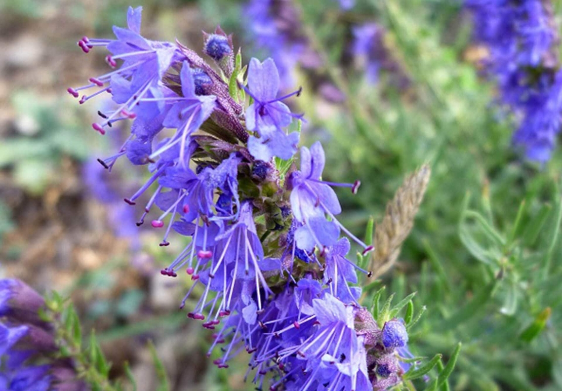 Organic HYSSOP HERB | hyssopus officinalis | hyssop tea | herbal tea | herba | tea | dried herbs | organic herbs | tea | remedies