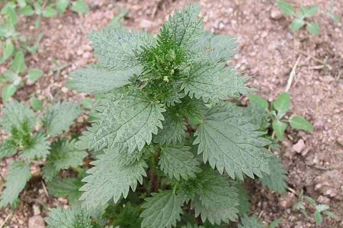 Organic GREEK NETTLE LEAF | urtica urens | greek nettle tea | nettle leaf | herbal tea | dried leaf | organic herbs | herba | tea