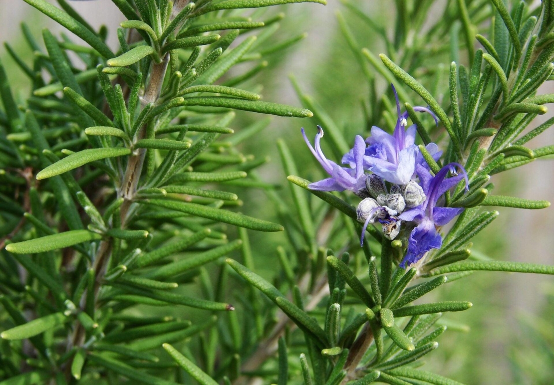 Organic ROSEMARY LEAF | rosmarinus officinalis | rosemary tea | herbal tea | herba | tea | dried leaf | organic herbs | sices | dried herbs