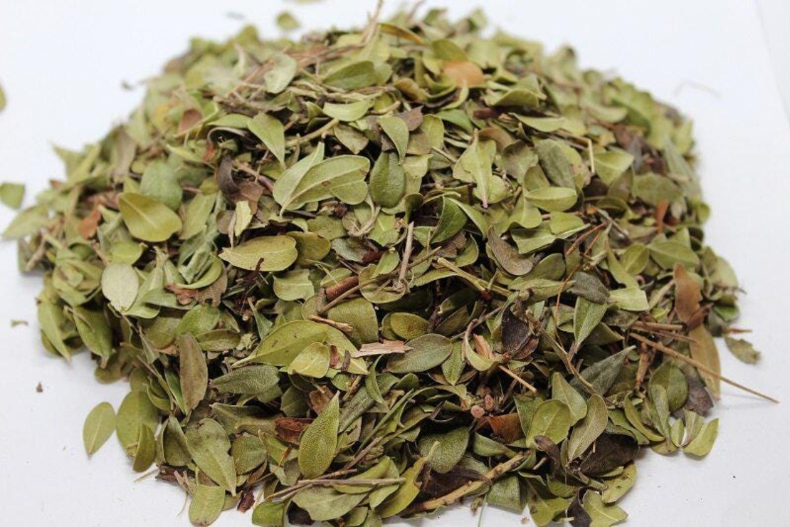 Organic UVA URSI LEAF | Arctostaphylos Uvaursi | Uva Ursi Tea | Dried Leaf | Organic Herbs | atural Organic Tea | Organic Dried Herb