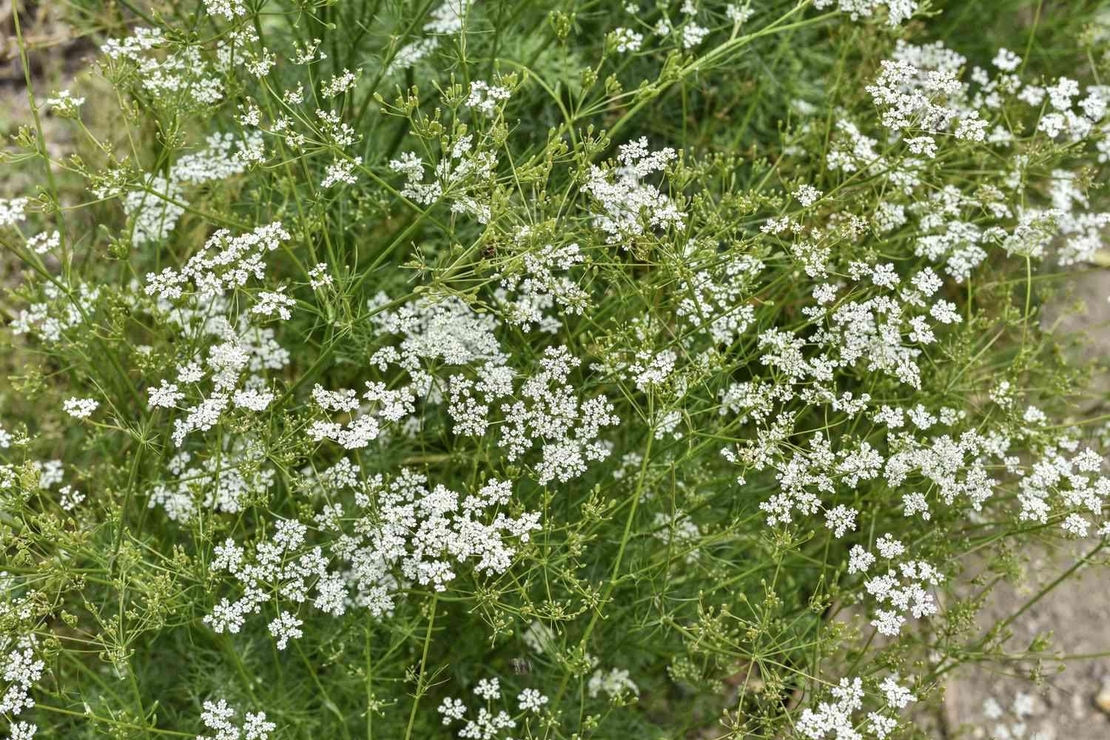 Organic CUMIN SEEDS | Cuminum Cyminum | Cumin Seeds Whole | Spices | Dried Seeds | Organic Seeds | Organic Herb | Herba | Seeds