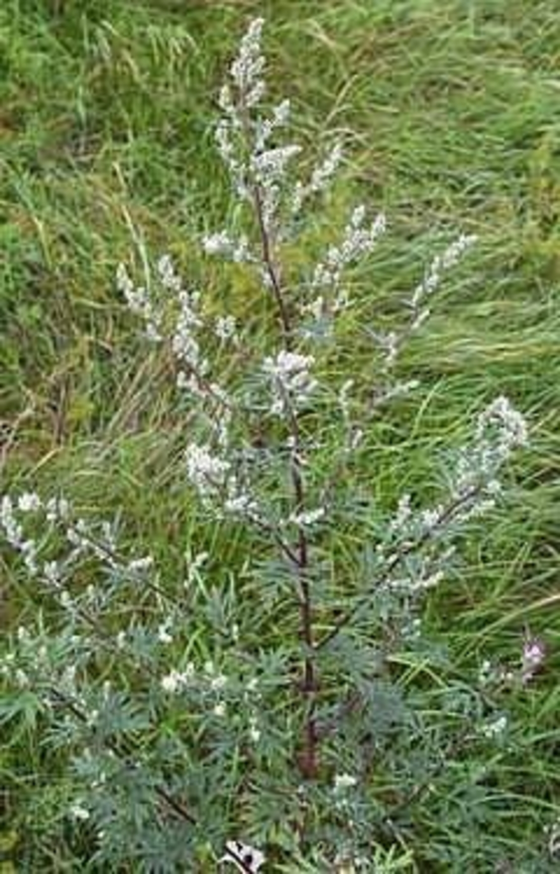 Organic MUGWORT HERB | artemisia vulgaris | mugwort tea | herba artemisiae | herbal tea | radix artemisiae | organic herbs | herba