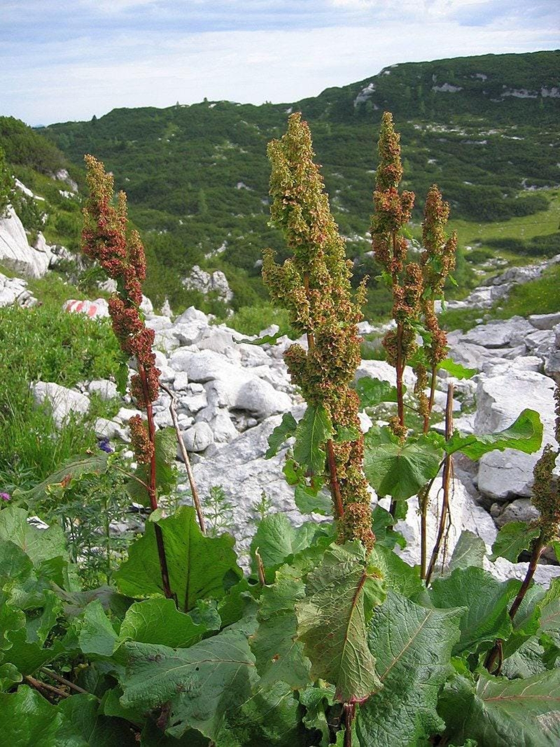 Алпийски лапад (Rumex alpinus) Корен