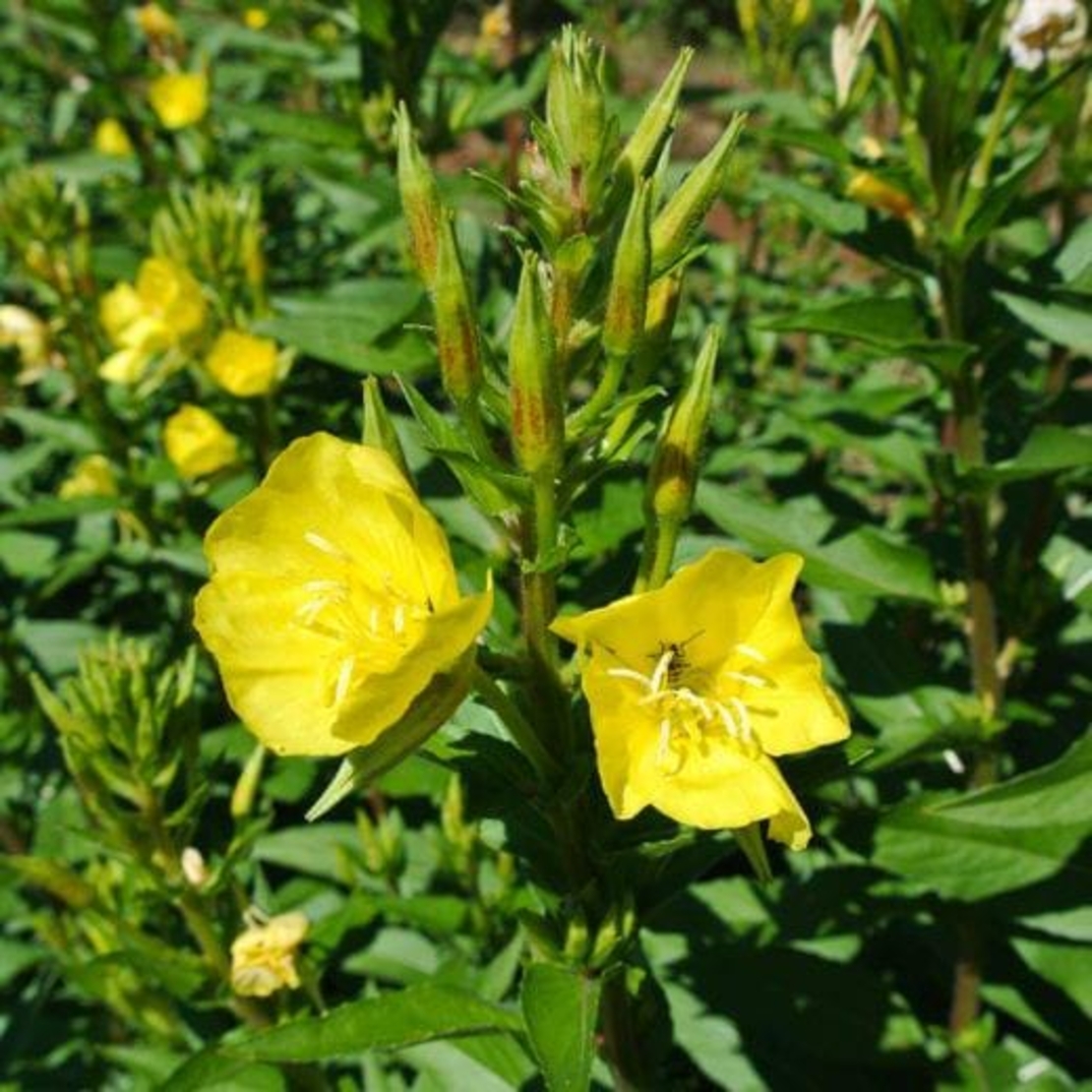 Organic EVENING PRIMROSE | Oenothera Biennis | Evening Primrose Tea | Herbal Tea | Dried Seeds | Organic Seeds | Organic Herb | Tea | Semens