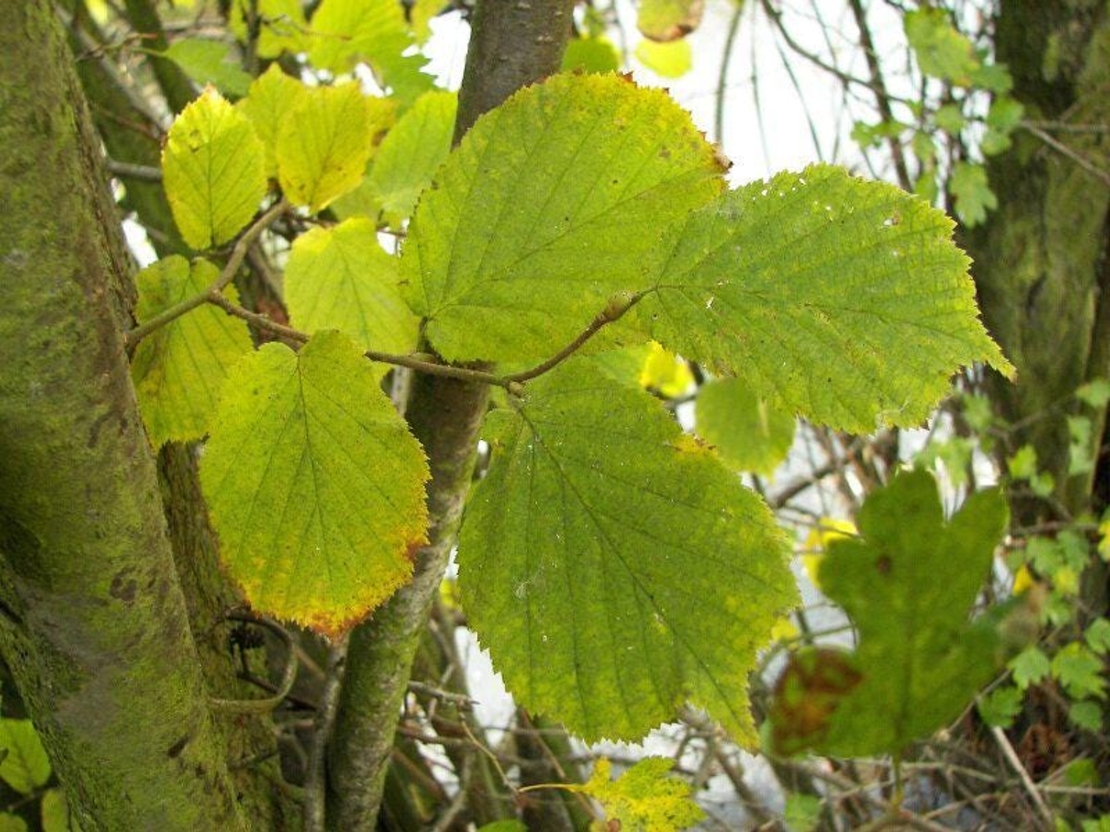 Organic HAZEL BARK | Corylus Avellana | Hazel Bark Tea | Herbal Tea | Herba | Tea | Dried Bark Tea | Organic Herbs | Dried Herbs | Tea