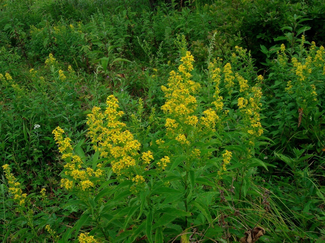 Organic GOLDENROD HERB | Solidago virgaurea | Natural Herbs Remedy | Natural Organic Tea | Goldenrod Tea | Herbal Tea | Herba | Tea
