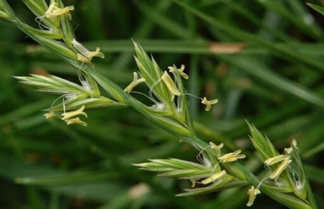 Organic COUCH GRASS ROOT | Agropyrum Repens | Couch Grass Roo Tea | Herbal Tea | Herba | Tea | Organic Root | Organic Herbs | Dried Root Tea