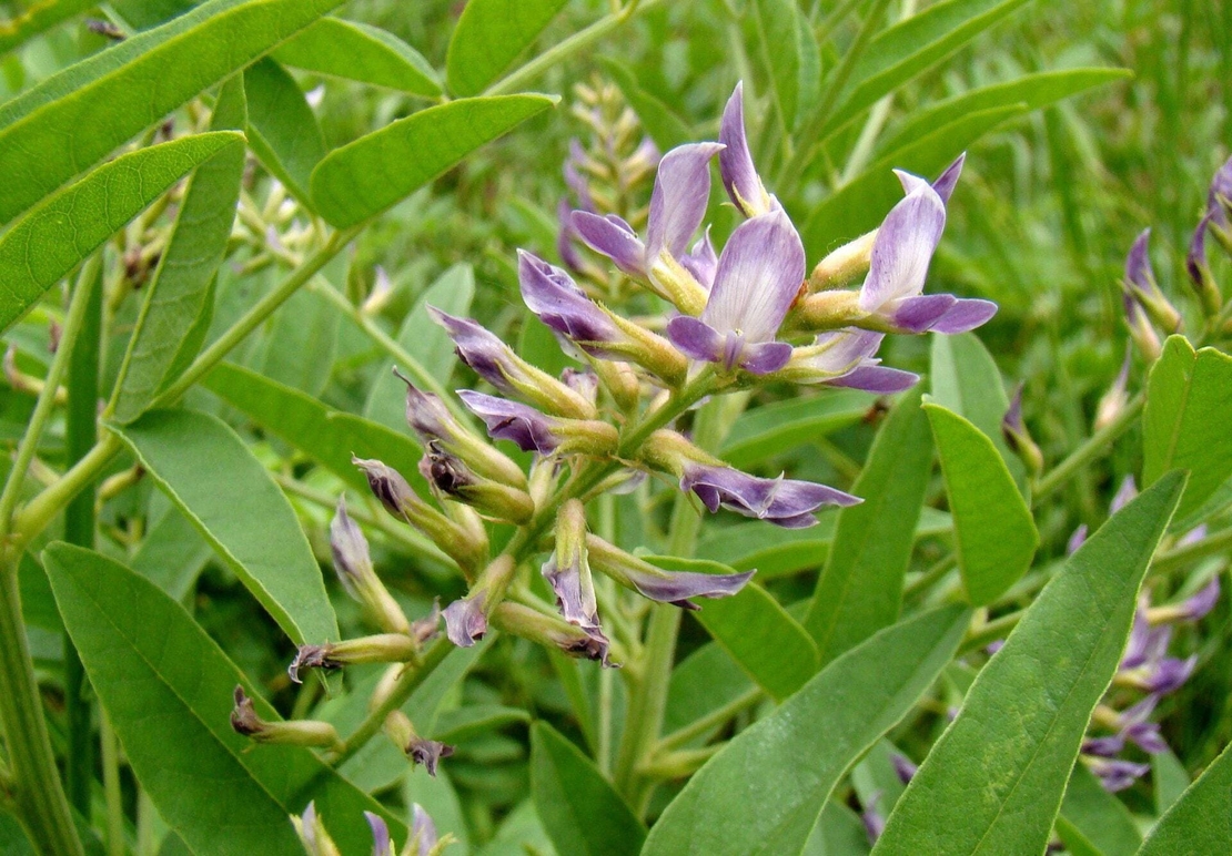 Organic licorice root | glycyrrhiza glabra | licorice tea | liquorice root | herbal tea | dried root | organic herbs | herba | tea | root