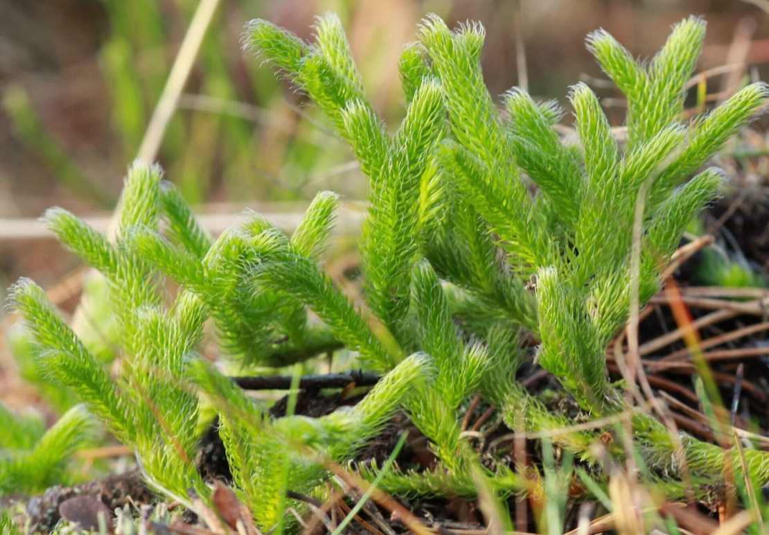 Organic LYCOPODIUM HERB | lycopodium clavatum | running clubmoss herb | herbal tea | herba | tea | dried herb | organic herb |