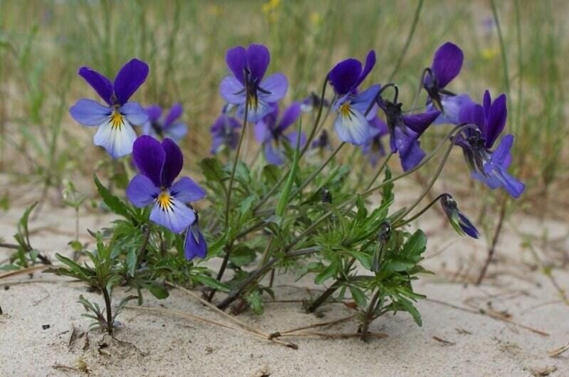 Organic Wild Pansy Herb (Viola tricolor)