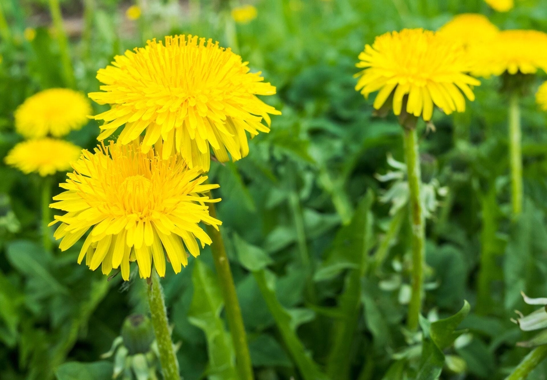 Organic DANDELION FLOWER | taraxacum officinale | dandelion flower tea | herbal tea | dried flower | organic herbs | herba | tea | herbs