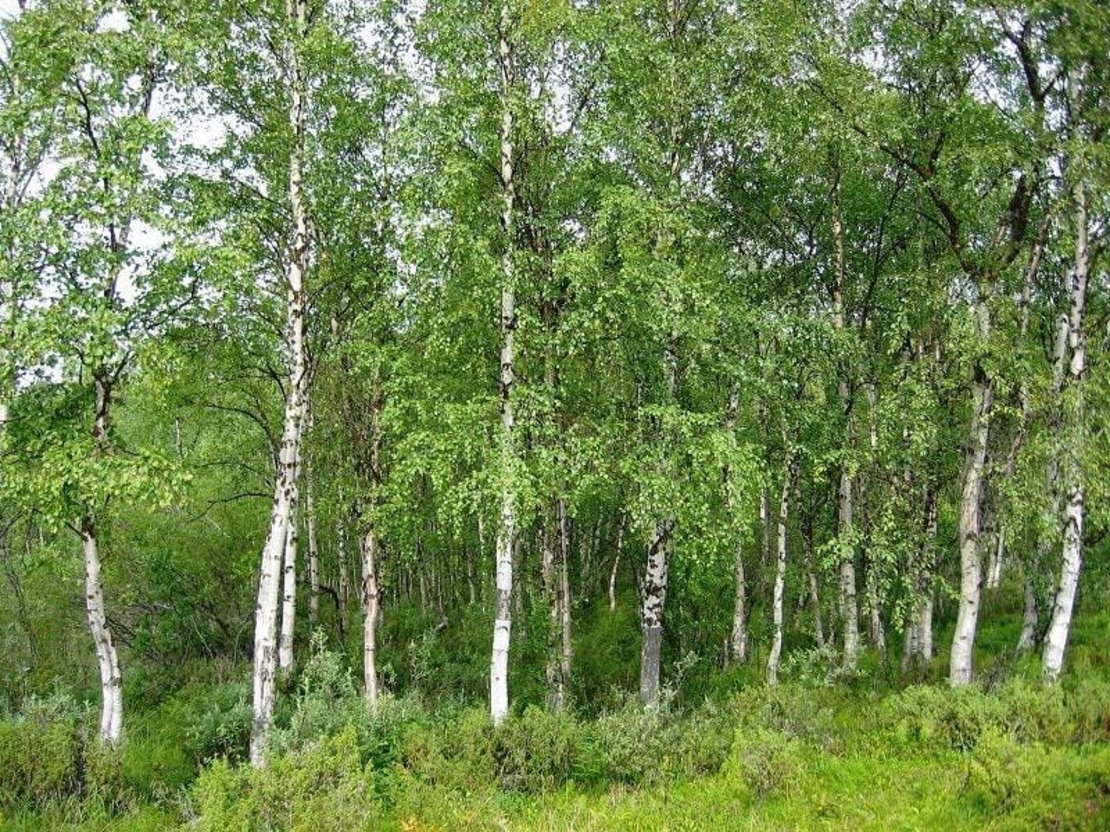 WHITE BIRCH LEAF | Betula pendula | B. alba – Natural Detox & Immune Support