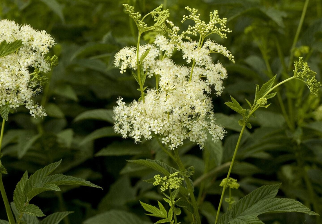 Organic meadowsweet root | filipendula ulmaria | meadowsweet tea | herbal tea | dried root | organic herbs | herba | tea | root | herbs