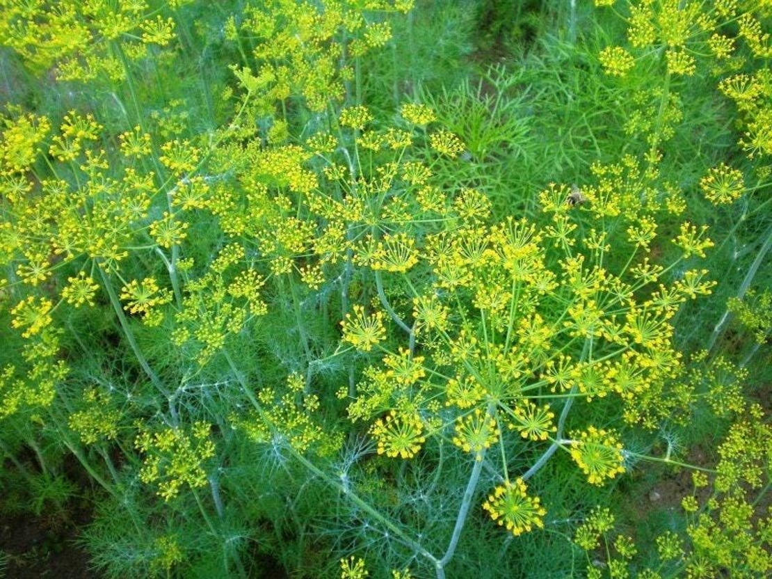 Organic DILL SEEDS | anethum graveolens | dill tea | semens | dried seeds | organic herb | herba | tea | kitchen herbs | spices | tea